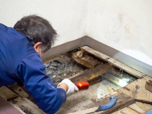 Best Affordable Mold Removal  in Franklin, LA