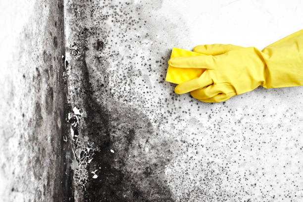 Best Same-Day Mold Removal  in Franklin, LA