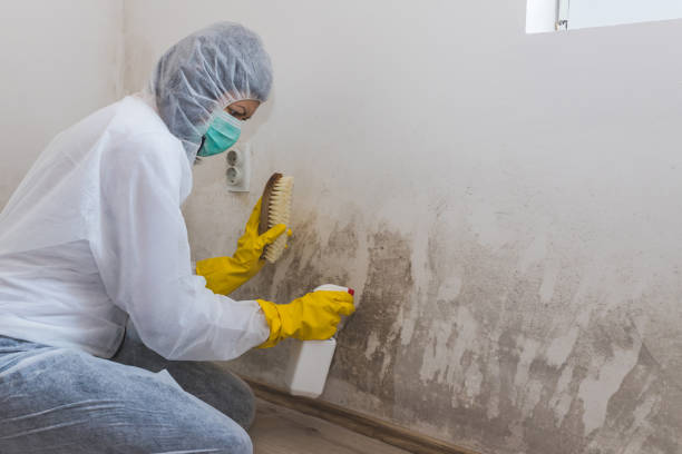Best Commercial Mold Removal  in Franklin, LA