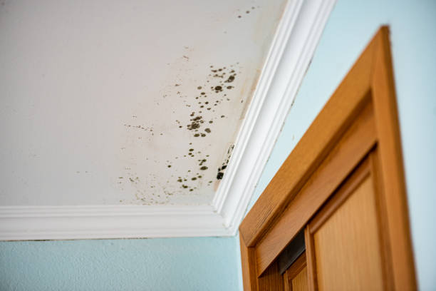 Franklin, LA Mold Removal Company