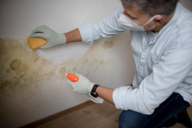 Best Mold Removal and Inspection  in Franklin, LA