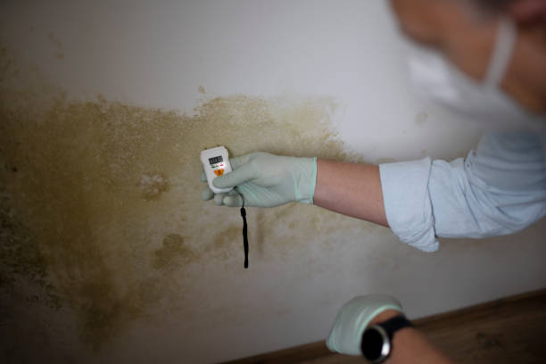 Best Mold Testing  in Franklin, LA