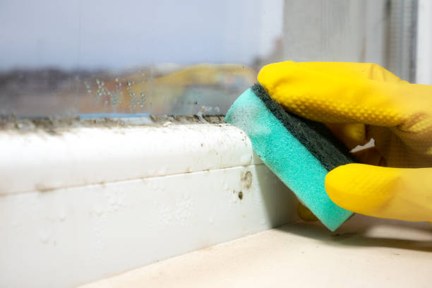 Best Mold Removal Specialists  in Franklin, LA
