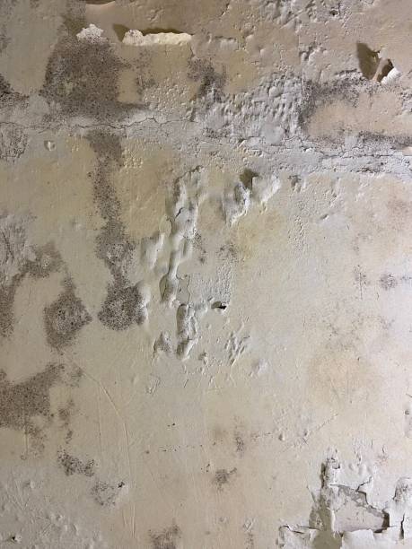 Best Mold Removal Company Near Me  in Franklin, LA