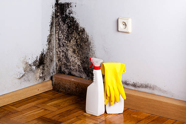 Best Fast Mold Removal  in Franklin, LA