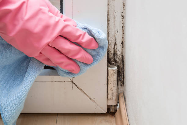 Best Residential Mold Removal  in Franklin, LA